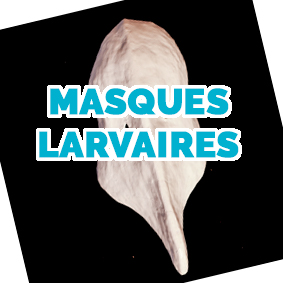 BOUTTON MASQUESLarvaires